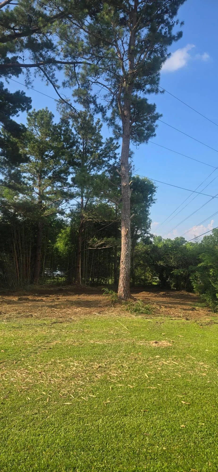 Cleared residential lot with mature pine tree, fresh sod, and graded earth