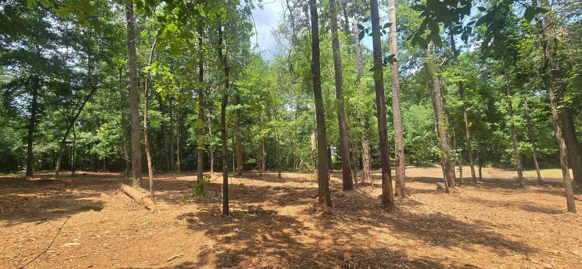 Cleared forest floor with mature trees, brown pine needles and soil, selective vegetation removal