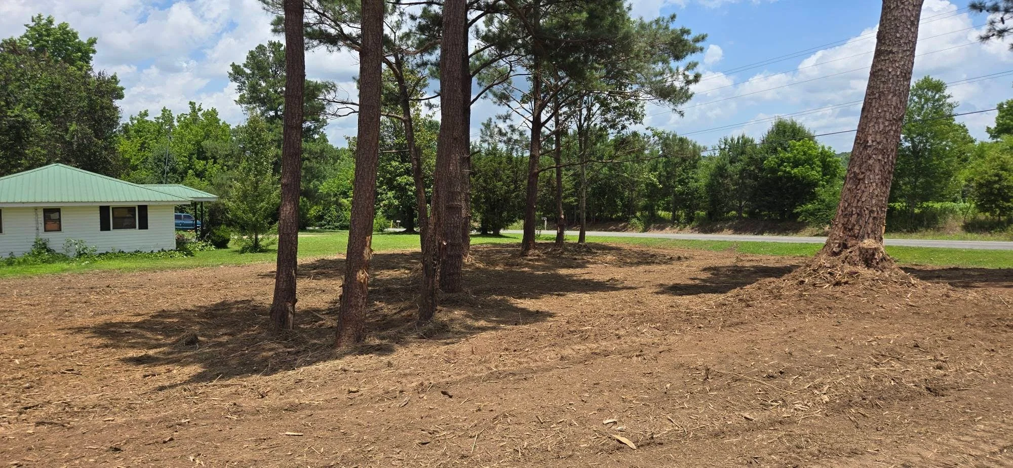 Cleared residential lot with mulched ground, standing pine trees, and prepared yard space