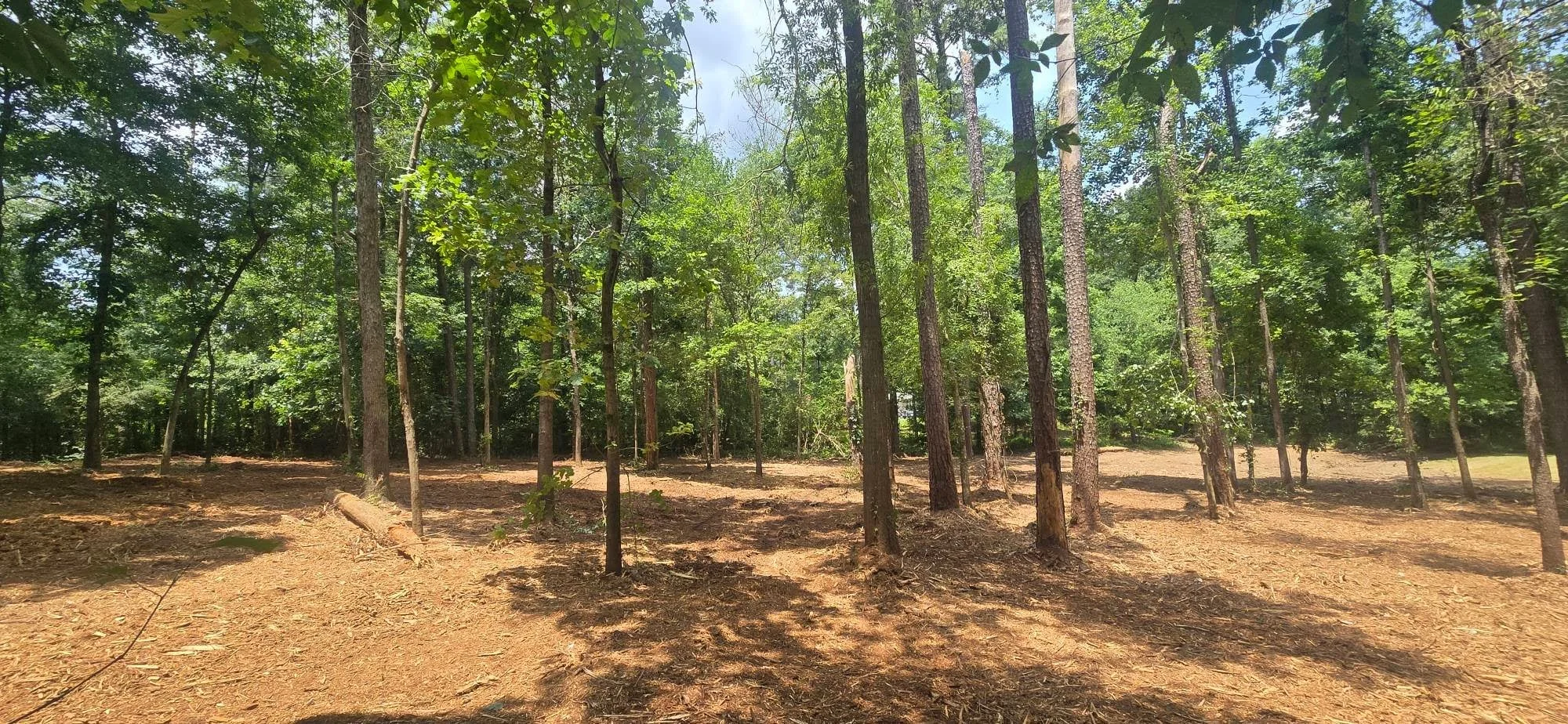 Cleared forest floor with mature trees, pine needles and mulch ground cover