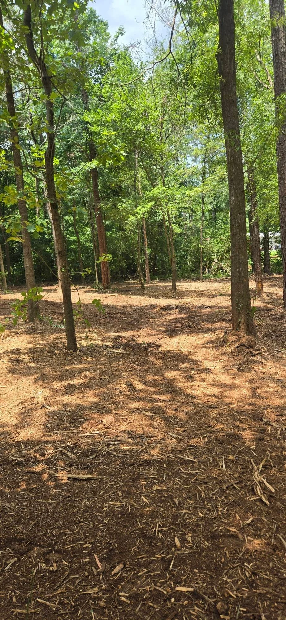 Cleared wooded lot with mature trees, exposed earth, and wood chips on ground